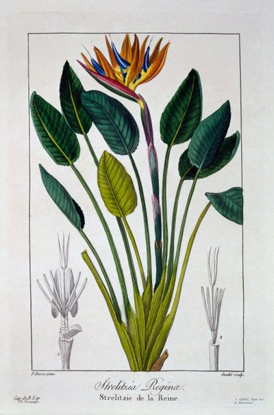 Paradiesvogel oder Kranichblume, 1836 von Pancrace Bessa